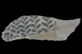 Fossil Fern (Sphenopteris) Plate - Pottsville Formation, Alabama #111196-1